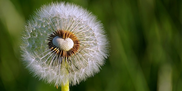 Diente de león en inglés es dandelion