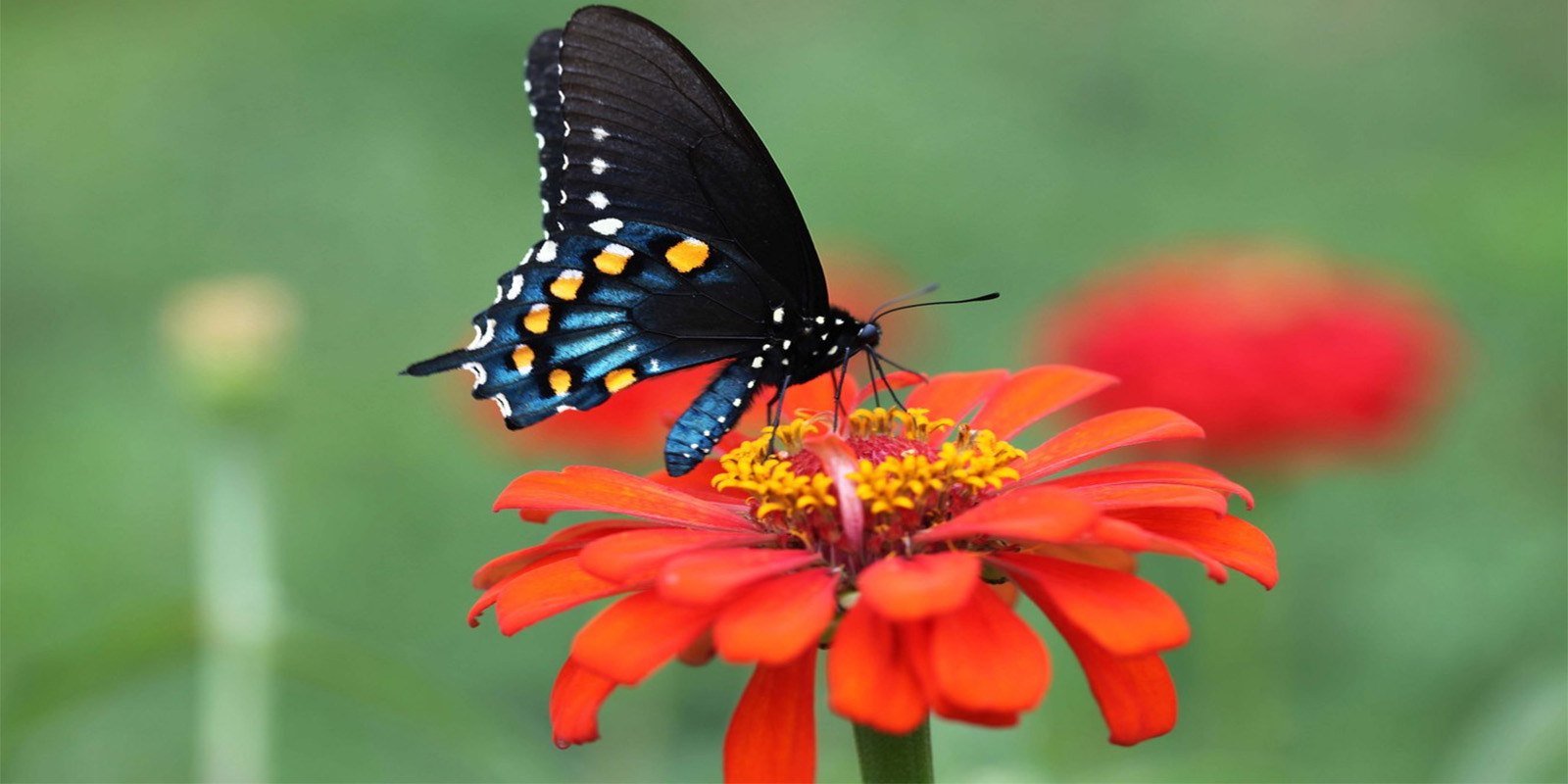 BRITÁNICO Green: Jardines polinizadores, los nuevos jardines urbanos