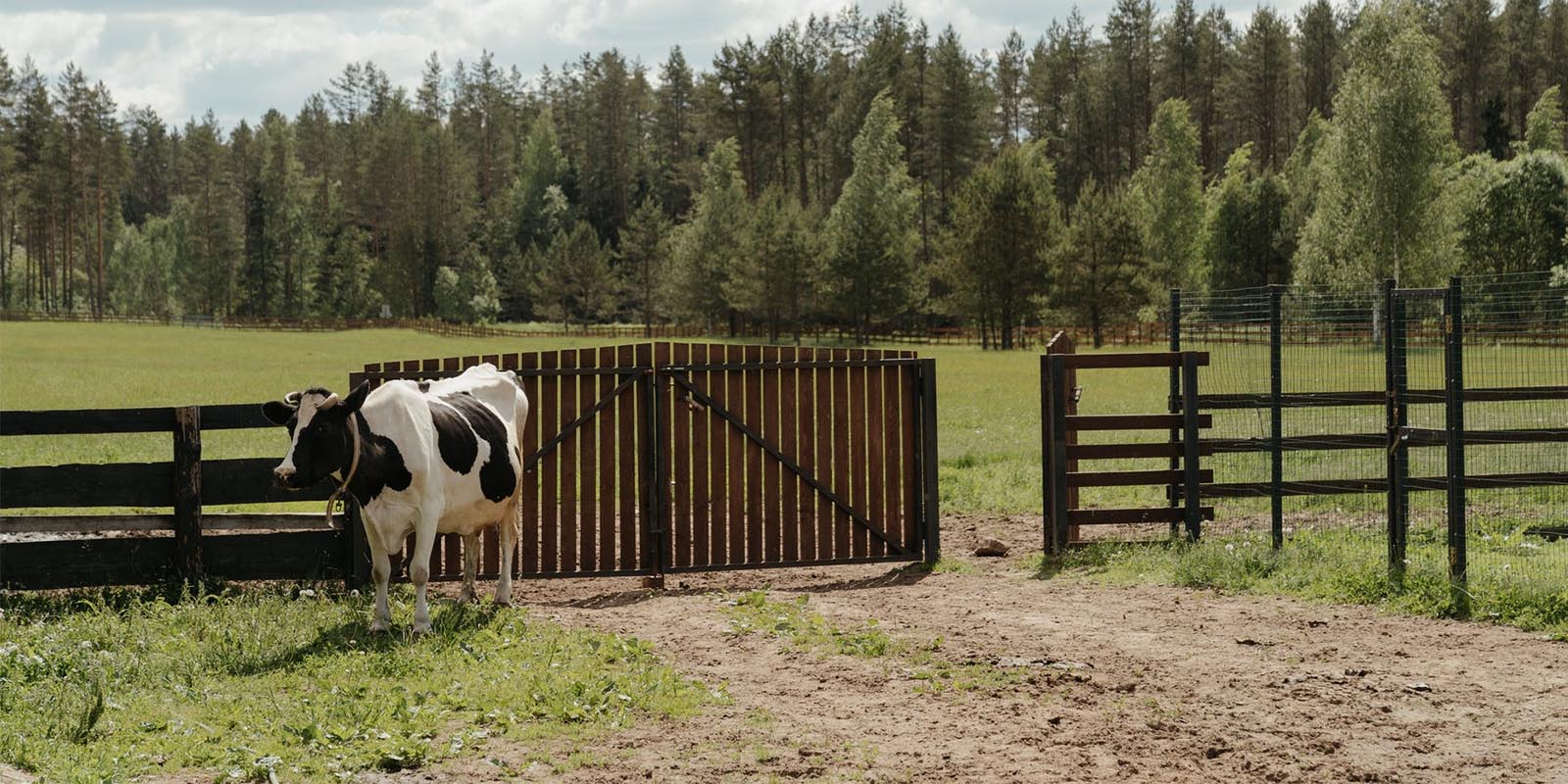 Vocabulario y expresiones sobre animales de granja en inglés