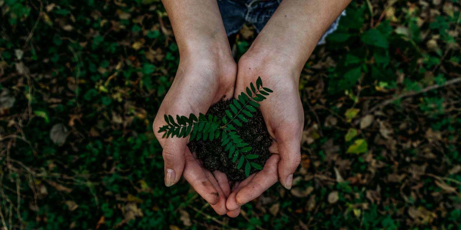 Vocabulario en inglés sobre el medio ambiente