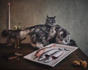 Matthew Lloyd – Poster