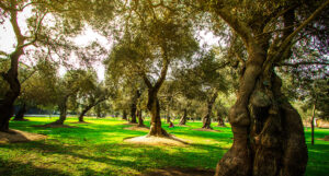 El-Olivar-de-San-Isidro