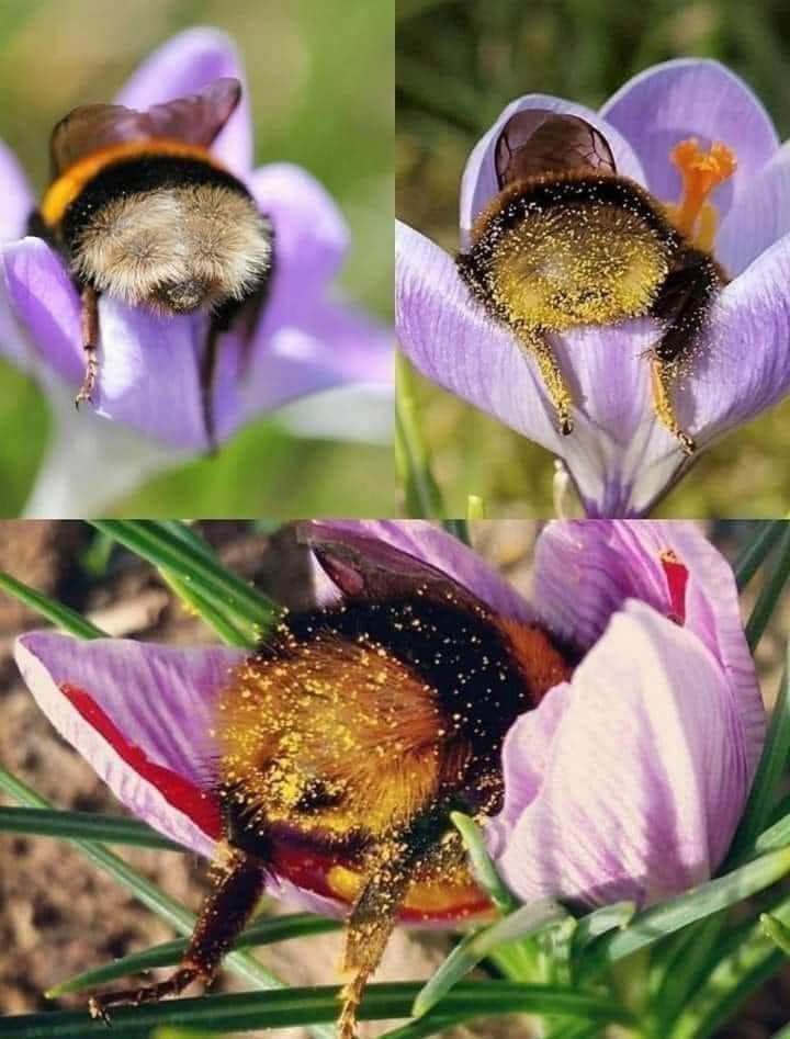 ¿Un mundo sin abejas? ¿Sobreviviríamos sin ellas?